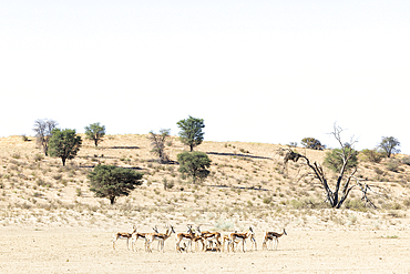 Springbok (Antidorcas marsupialis), Kgalagadi Transfrontier Park, Northern Cape, South Africa, Africa