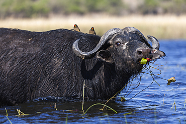 Cape buffalo (Syncerus caffer) in Chobe river, Chobe National Park, Botswana, Africa