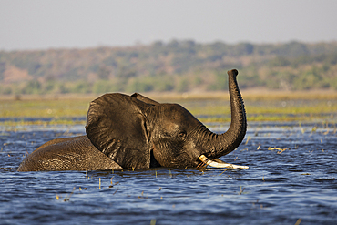 Elephant (Loxodonta africana) in Chobe River, Chobe National Park, Botswana, Africa