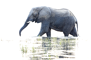 Elephant (Loxodonta africana) in Chobe River, Chobe National Park, Botswana, Africa