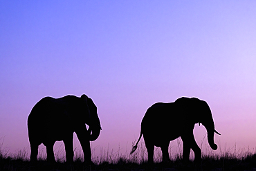 Elephants (Loxodonta africana) at sunset, Chobe National Park, Botswana, Africa