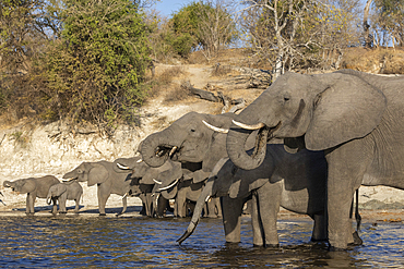 Elephants (Loxodonta africana) drinking, Chobe National Park, Botswana, Africa