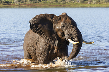 Elephant (Loxodonta africana), Zimanga private game reserve, South Africa, Africa