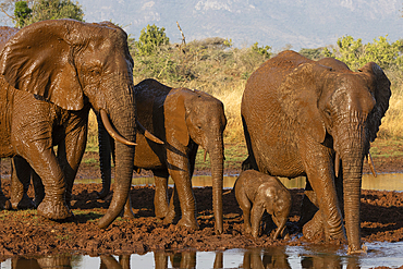 Elephants (Loxodonta africana) at mud wallow, Zimanga private game reserve, South Africa, Africa