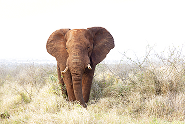 Elephant (Loxodonta africana) bull, Zimanga private game reserve, South Africa, Africa