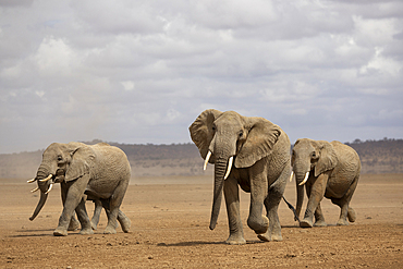 Elephants (Loxodonta africana), Amboseli National Park, Kenya, East Africa, Africa