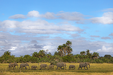 Elephants (Loxodonta africana), Amboseli National Park, Kenya, East Africa, Africa