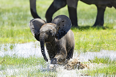 Elephant (Loxodonta africana) calf, Amboseli National Park, Kenya, East Africa, Africa