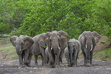 Elephants (Loxodonta africana), Mashatu Game Reserve, Botswana, Africa