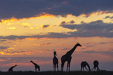 Giraffes (Giraffa camelopardalis) at sunset, Chobe National Park, Botswana, Africa