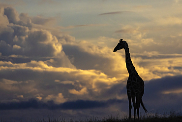 Giraffe (Giraffa camelopardalis), Masai Mara, Kenya, East Africa, Africa