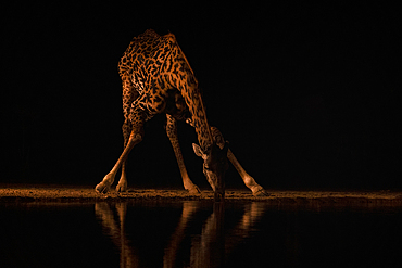 Giraffe (Giraffa camelopardalis) at water at night, Shompole, Kenya, East Africa, Africa