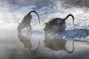 Chacma baboons (Papio ursinus) drinking, Chobe National Park, Botswana, Africa