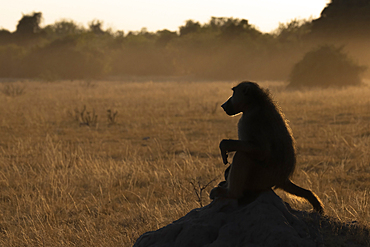 Chacma baboon (Papio ursinus), Chobe National Park, Botswana, Africa