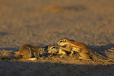 Ground squirrels (Geosciurus inauris), Kgalagadi Transfrontier Park, Northern Cape, South Africa, Africa