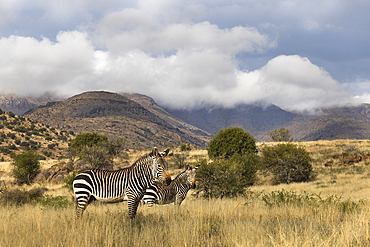 Cape mountain zebra (Equus zebra), Mountain Zebra National Park, Eastern Cape, South Africa, Africa