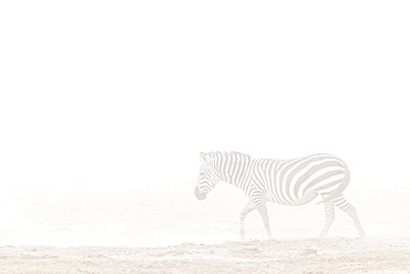 Plains zebra (Equus quagga) in dust storm, Amboseli National Park, Kenya, East Africa, Africa