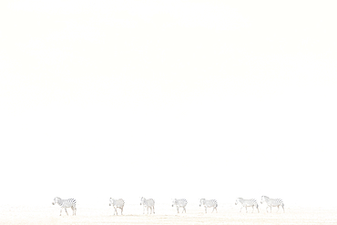 Plains zebra (Equus quagga) in dust storm, Amboseli National Park, Kenya, East Africa, Africa