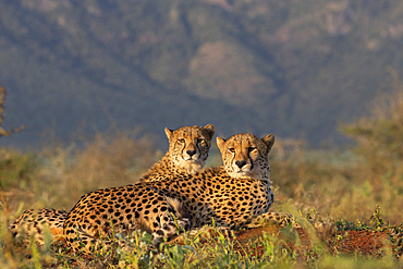 Cheetah (Acinonyx jubatus), Zimanga private game reserve, KwaZulu-Natal, South Africa, Africa