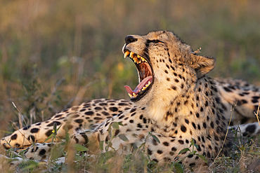 Cheetah (Acinonyx jubatus) yawning, Zimanga private game reserve, KwaZulu-Natal, South Africa, Africa