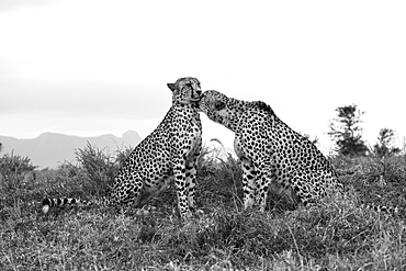 Cheetah (Acinonyx jubatus) allogrooming, Zimanga private game reserve, KwaZulu-Natal, South Africa, Africa