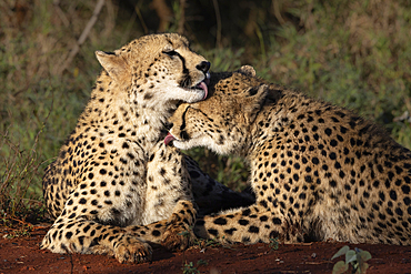 Cheetah (Acinonyx jubatus) allogrooming, Zimanga private game reserve, KwaZulu-Natal, South Africa, Africa