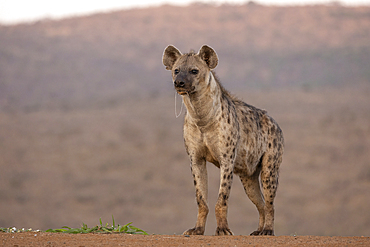 Spotted hyena (Crocuta crocuta), Zimanga game reserve, South Africa, Africa