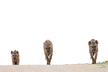 Spotted hyena (Crocuta crocuta), Kgalagadi Transfrontier Park, Northern Cape, South Africa, Africa