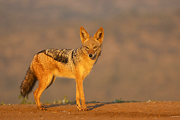 Black-backed jackal (Lupulella mesomelas), Zimanga private game reserve, KwaZulu-Natal, South Africa, Africa