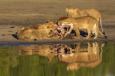 Lions (Panthera leo) on buffalo kill, Chobe National Park, Botswana, Africa