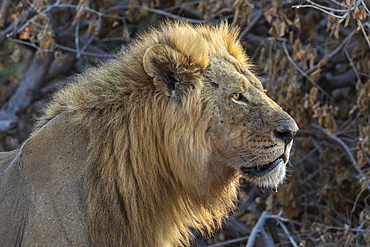 Lion (Panthera leo), Chobe National Park, Botswana, Africa