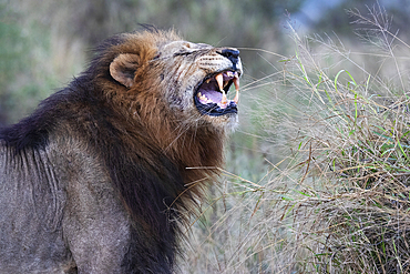 Lion (Panthera leo) showing flehmen grimace, Zimanga private game reserve, KwaZulu-Natal, South Africa, Africa