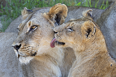 Lioness (Panthera leo) with cub, MalaMala Game Reserve, South Africa, Africa