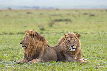 Lions (Panthera leo), Masai Mara, Kenya, East Africa, Africa