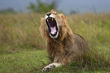 Lion (Panthera leo) yawning, Masai Mara, Kenya, East Africa, Africa