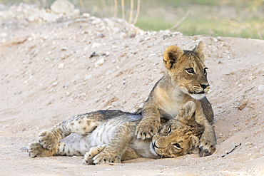 Lion (Panthera leo) cubs, Kgalagadi Transfrontier Park, Northern Cape, South Africa, Africa