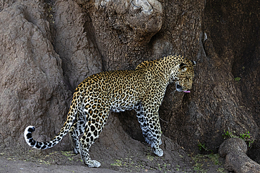 Leopard (Panthera pardus), Mashatu Game Reserve, Botswana, Africa