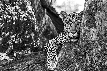 Leopard (Panthera pardus), Mashatu Game Reserve, Botswana, Africa