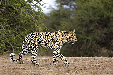 Leopard (Panthera pardus), Mashatu Game Reserve, Botswana, Africa