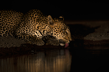 Leopard (Panthera pardus) drinking at night, Shompole, Kenya, East Africa, Africa