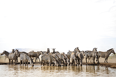 Plains zebra (Equus quagga), Shompole, Kenya, East Africa, Africa