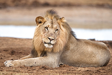 Male lion (Panthera leo), Addo National Park, Eastern Cape, South Africa, Africa