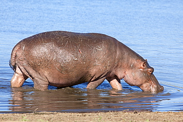 Hippopotamus (Hippopotamus amphibius), Kruger National Park, Mpumalanga, South Africa, Africa