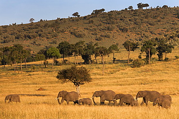 Elephant herd (Loxodonta africana), Masai Mara National Reserve, Kenya, East Africa, Africa