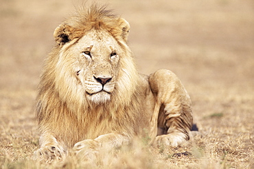 Male lion resting in the grass, Kenya, East Africa, Africa