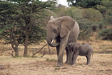 Mother and baby African elephant, Loxodonta africana, Kenya, East Africa, Africa