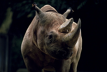 Black rhinoceros (rhino), an endangered species, Africa