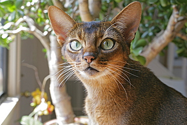 Abyssinian cat