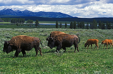 Buffalo herd, United States of America, North America