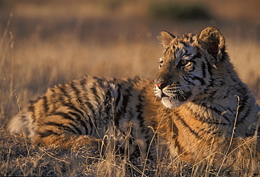 Siberian tiger cub